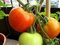When should you pick Early Girl tomatoes?