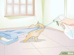 We did not find results for: 3 Ways To Use A Spray Bottle On A Cat For Training Wikihow
