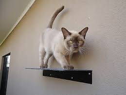 Buy the perfect entertainment for your cat with brand new cat scratchers. Skywalks Cat Climbing System Wall Mounted Carpeted Ramp Ebay