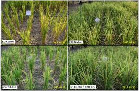 The biochar was prepared from rice husk by pyrolysis at slow pyrolysis at 300, 400, and 500ºc. The Effect Of Rice Husk Biochar On Soil Nutrient Status Microbial Biomass And Paddy Productivity Of Nutrient Poor Agriculture Soils Sciencedirect