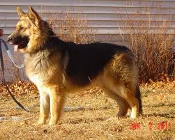 The german shepherd dog is the second most popular breed in the united states, and it's easy to see why. Large King Size German Shepherds Livestock Guardian Dog German Shepard Puppies German Shepherd Puppies