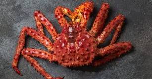 What is the biggest king crab ever caught?