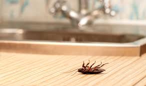 get rid of roaches in kitchen cabinets