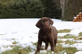We did not find results for: Our Beautiful Blue Eyed Chocolate Lab Puppy Imgur
