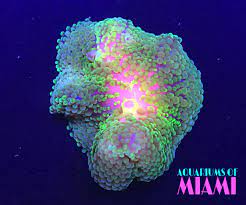 Pin on Live Corals