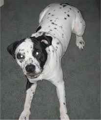 So if you have ever wondered what a dalmatian pitbull mix looks like, jake is a great example. Bullmatian Dog Breed Information