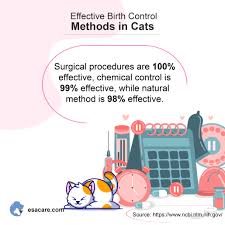 birth control methods for cats