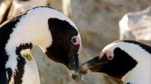 best of penguins top 5 bbc earth