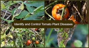 tomato plant disease how to identify