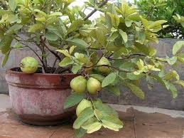 Bila kamu berminat untuk menanam tanaman buah dalam pot yang bisa berbuah cepat, jangan lupa untuk terus simak ulasannya berikut ini. 10 Jenis Tanaman Buah Dalam Pot Yang Cepat Berbuah