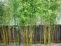 How To Kill Bamboo