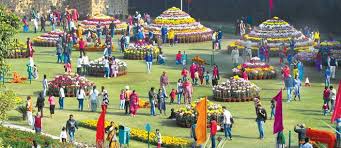 Terraced garden is located at india, union territory of chandigarh, chandigarh, terraced garden. Chrysanthemum Charisma