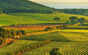 Tuscany : Sassicaia, Ornellaia, and the coastal wines - Departure from Florence, Lucca and Pisa – Every Saturday