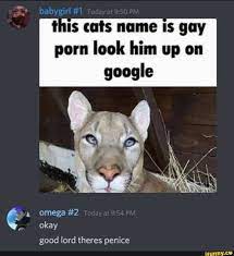 Babygirl #1 this cats name is gay porn look him up on google omega #2 okay  good lord theres penice - iFunny Brazil