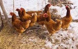 what-bedding-should-i-use-for-chickens-in-the-winter