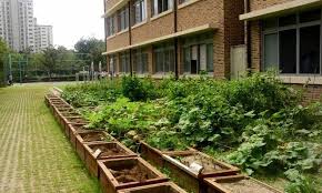 Learn About School Gardens Tips For