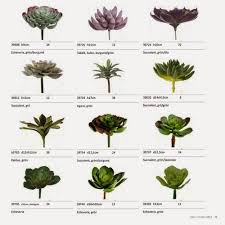 Succulent Plant Chart Succulent Plant Identification