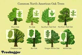 common oak tree species