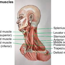Superficial muscles are the muscles closest to the skin surface and can usual. Lateral Neck Muscles Download Scientific Diagram