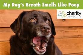 breath smell like