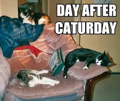 Your best source for creating, sharing & captioning memes. Image 181606 Caturday Know Your Meme