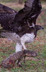 Martial Eagle - Poleмaetus Ƅellicosus - Page 2 - Carniʋora