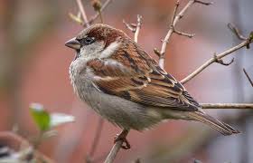 british garden birds autumn and winter