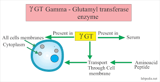 Gamma Glutamyl Transferase Ggt Antioxidant Health