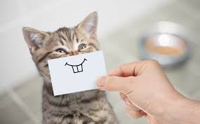 Cat chin acne can cause swelling of the chin, which can sometimes extend to the lower lip. Cat Mouth Sores Home Remedy Ask Fido