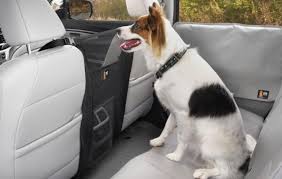 How To Get Dog Hair Out Of Car Waf