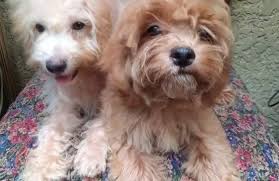 toy poodle mixed breed pets