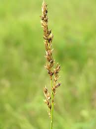 Carex appropinquata - Vikipediya