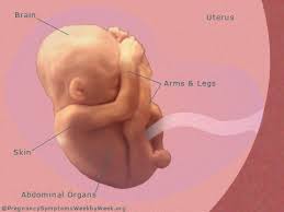 19 Weeks Pregnant Pregnancy Symptoms Pregnancy Symptoms