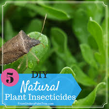 5 diy natural plant insecticides from