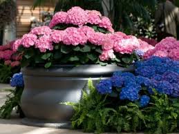 Flowering Shrubs You Can Grow In Containers