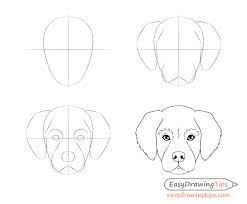 dog head front view drawing step by