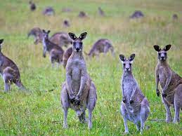 Kangaroos online kaufen bei otto › große auswahl ✔ top marken ✔ ratenkauf & kauf auf rechnung möglich › jetzt online bestellen! To Save Australia S Ecosystem Ecologists Say Eat Kangaroos Smart News Smithsonian Magazine