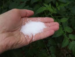 how to use epsom salt on plants