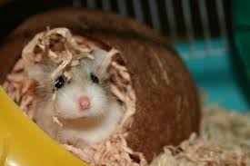 5 best hamster bedding reviews and