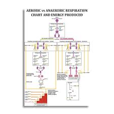 Nii Aerobic Vs Anaerobic Respiration Chart And Energy