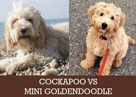 Cockapoo Or Mini Goldendoodle Which Is Best For You