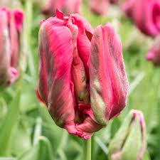 Get Tulip Red Madonna Spring Flowering
