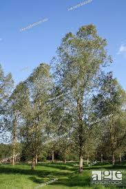 white willow salix alba var caerulea