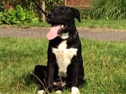 Those bulldogs had longer legs and more energy than the ones seen today. Milo 6 Month Old Male Labrador Cross Staffordshire Bull Terrier Available For Adoption