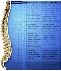 Divides the abdomin & lower portion of the thorax into 9 parts. Your Spine