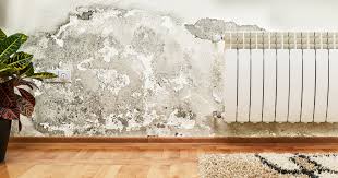 mold mildew or water stains