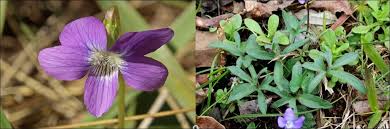 54 purple wildflowers in georgia id