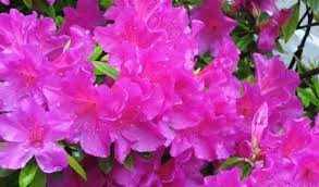 This creates the maximum amount of buds to set. Pruning Azaleas Cofer S Home Garden Showplace