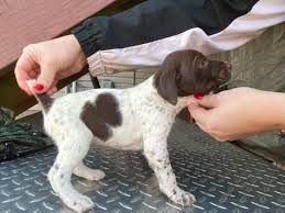Both mom and dad are papered and beautiful dogs. 8 German Shorthair Pointer Puppies Available In Carl Junction Missouri Puppies For Sale Near Me