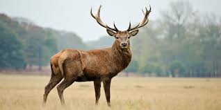 When a male animal is a buck, the female is a doe. Luke Bryan S Red Stag Deer Reward Offered After Deer Was Shot Killed